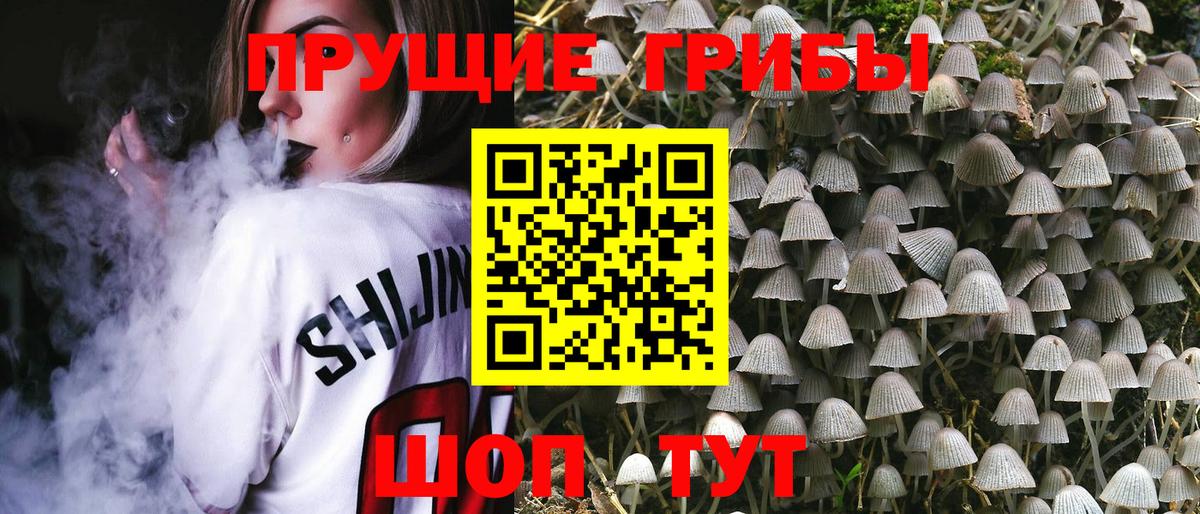 Псилоцибиновые грибы Psilocybe  Вход с VPN  Сухой Лог 